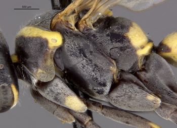 Media type: image;   Entomology 26781 Aspect: thorax lateral
